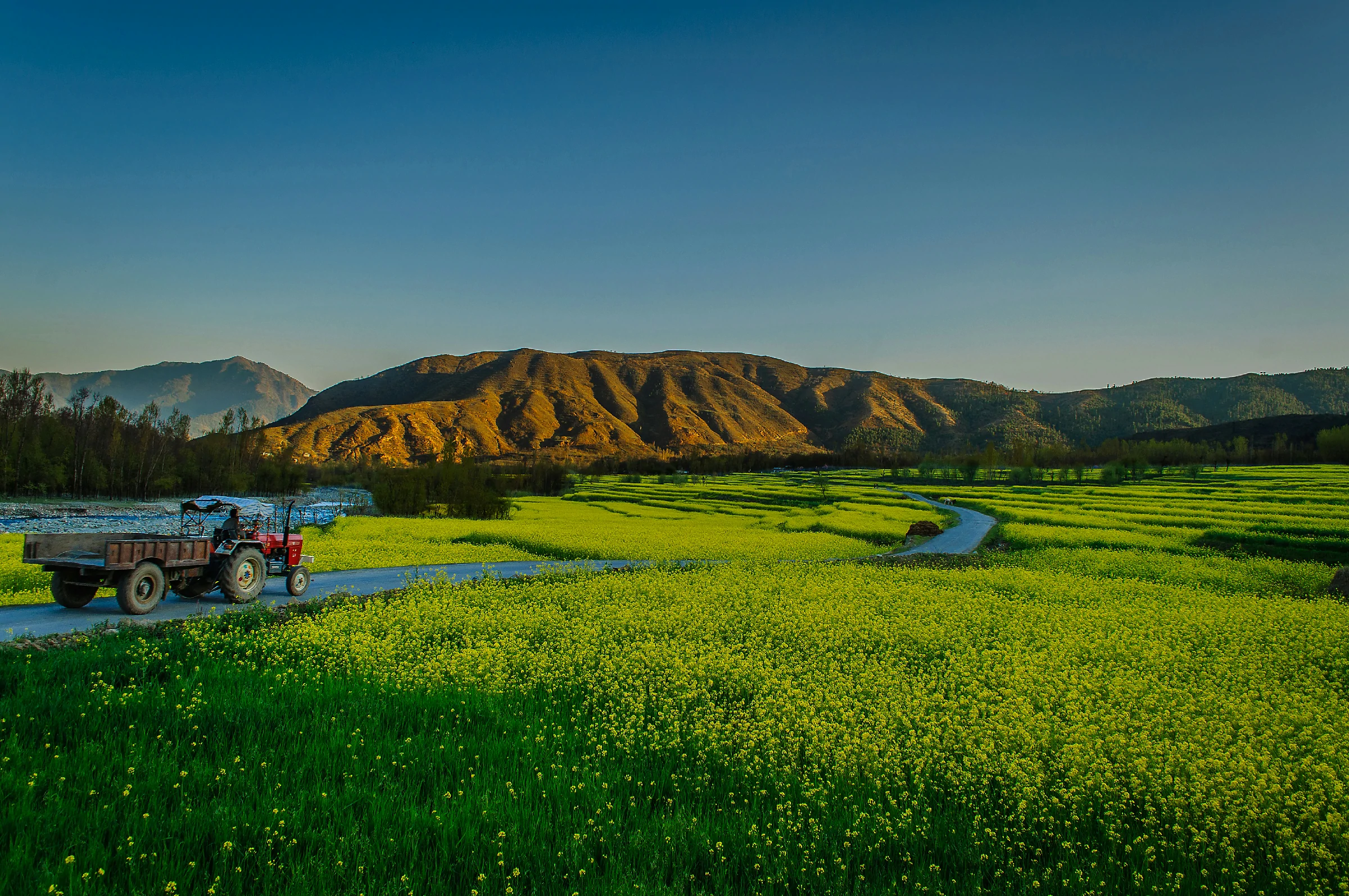 _DSC0423 A magnificiant view of mustard fields from southern part of Kashmir.