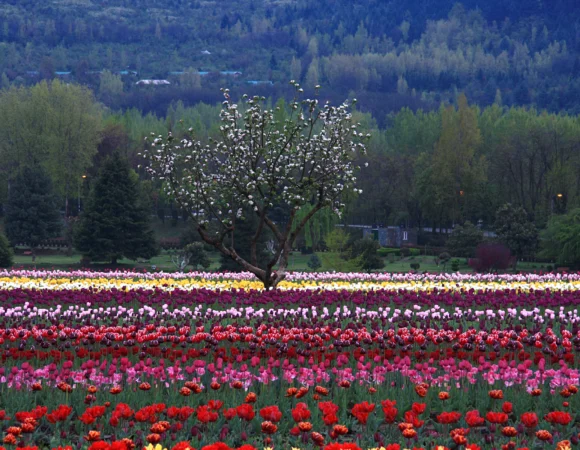 7 Days Kashmir Tulip Festival Package