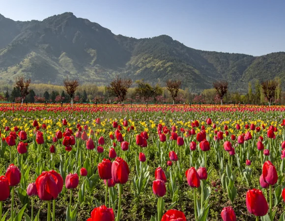 Tulip Garden Srinagar Tour