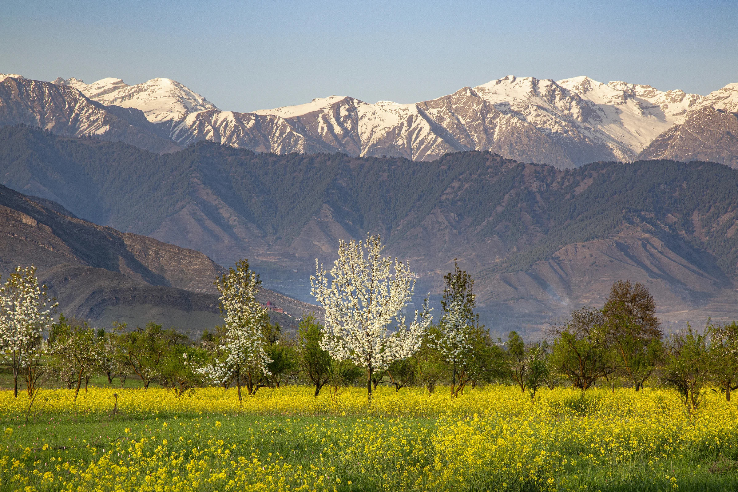 Pampore Spring 2