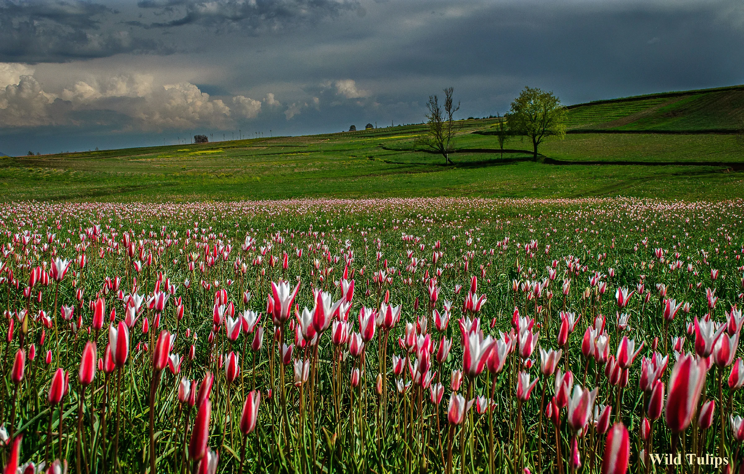 wild tulips around the saffron field Pampore .